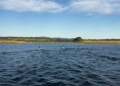 Fotografía: Rafaella Ronconi - Humedal Santuario de la Naturaleza del Rio Cruces, Valdivia
