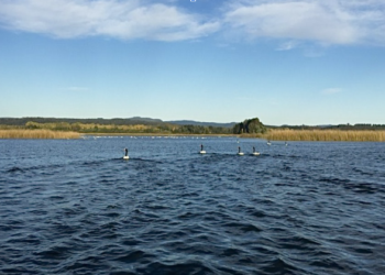 Fotografía: Rafaella Ronconi - Humedal Santuario de la Naturaleza del Rio Cruces, Valdivia