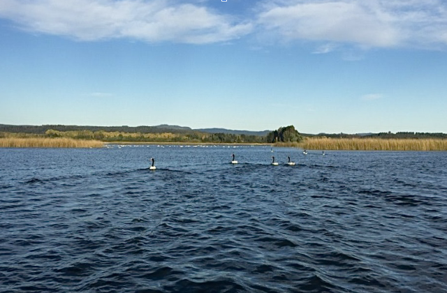 Fotografía: Rafaella Ronconi - Humedal Santuario de la Naturaleza del Rio Cruces, Valdivia